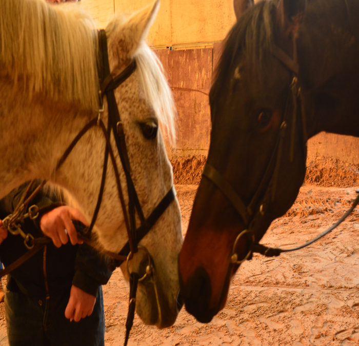 Retour sur l’activité équitation proposée au sein du Service d’accompagnement à la Vie Sociale (SAVS)